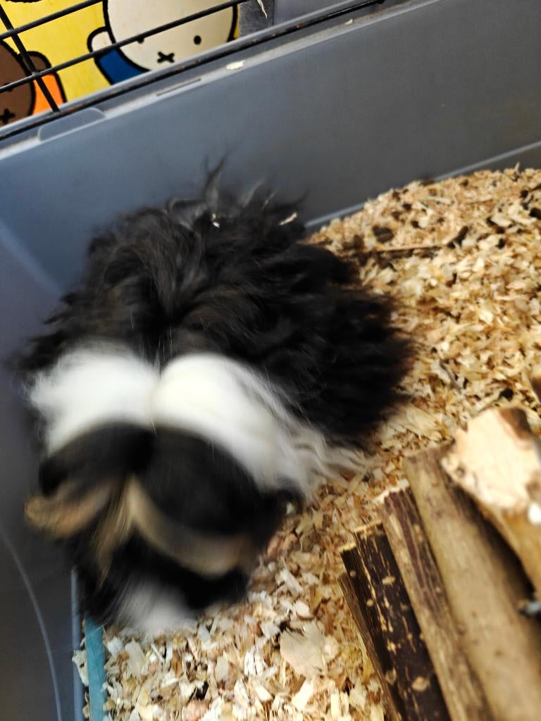 Gratis cavia's, Dieren en Toebehoren, Knaagdieren, Vrouwelijk, Cavia, September