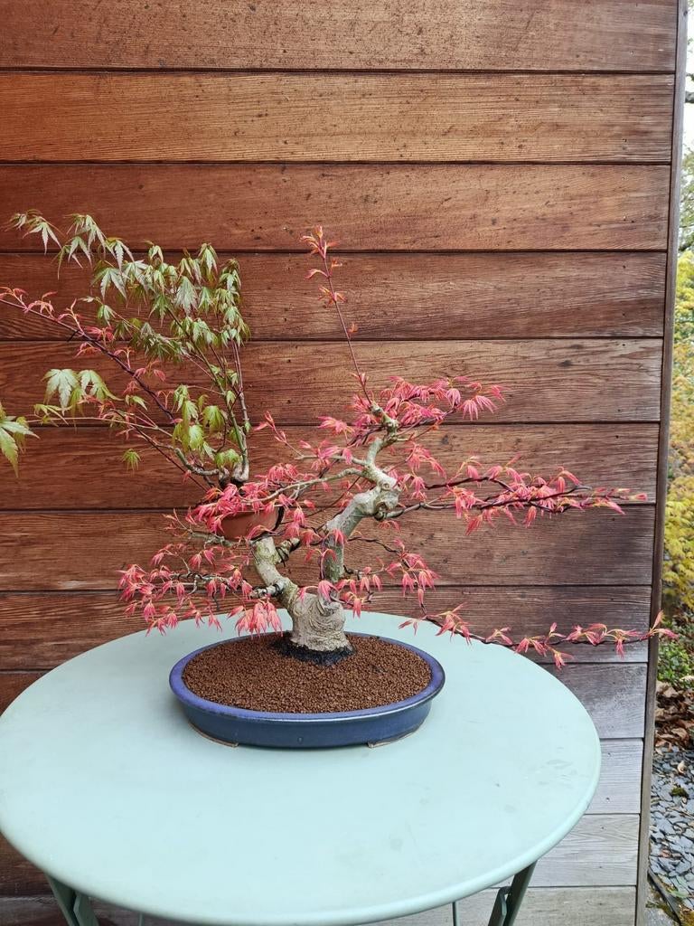 acer palmatum Benichidori bonsai, Tuin en Terras, Ophalen