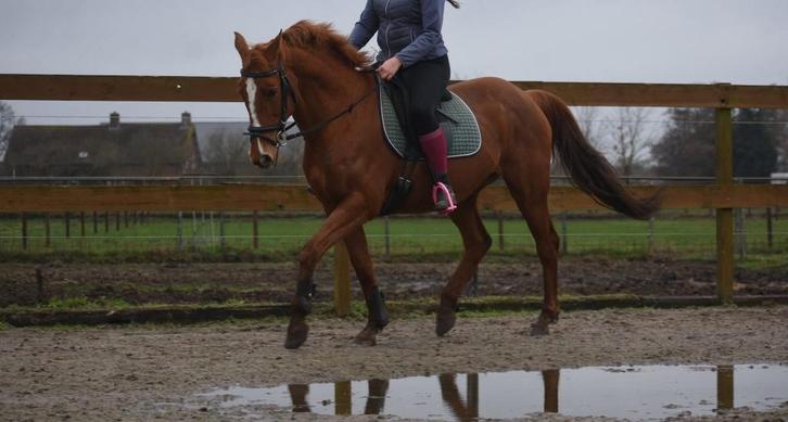 Prachtige, beginnersproove , ervaren rijpaardmerrie, Dieren en Toebehoren, Paarden, Merrie, B, 160 tot 165 cm, 11 jaar of ouder
