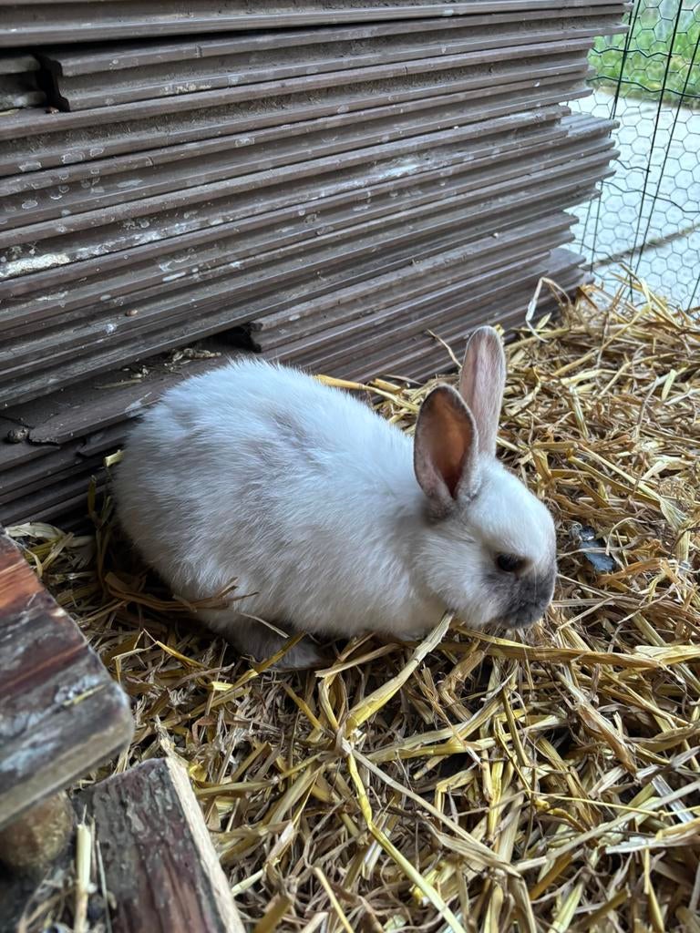 lieve konijntjes, Dieren en Toebehoren
