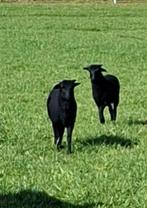 Kameroen schapen, Animaux & Accessoires, Mâle, Mouton