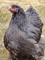 Broedeieren Cochin groot choco en zwart, Dieren en Toebehoren, Pluimvee