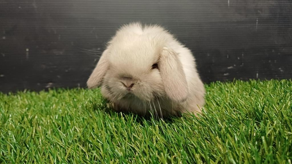 Raszuivere handtamme vrouwelijke minilop konijnen jong, Vrouwelijk, Dwerg, Hangoor, 0 tot 2 jaar