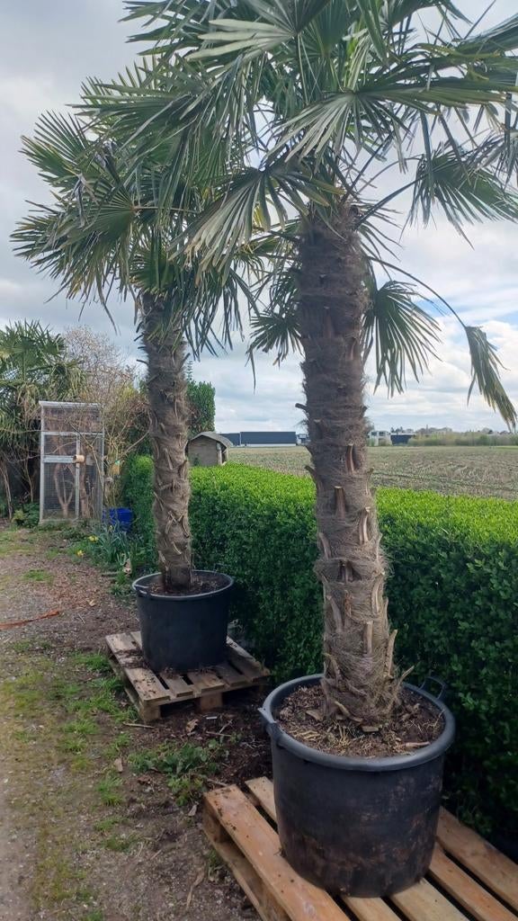 Palmbomen trachycarpus Fortunei, Tuin en Terras, Ophalen, Lente, Palmboom, 250 tot 400 cm