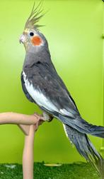 Calopsitte EAM/Très bien apprivoisée, Animaux & Accessoires, Femelle, Perruche, Domestique