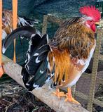 Sierhaan - herplaatsing, Dieren en Toebehoren, Pluimvee, Mannelijk, Kip