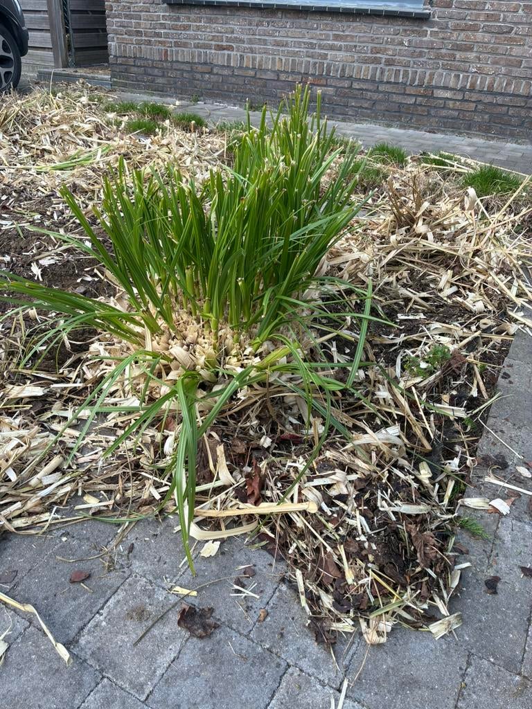 Gratis 14 pampas planten, Tuin en Terras, Planten | Tuinplanten, Vaste plant, Siergrassen, Ophalen