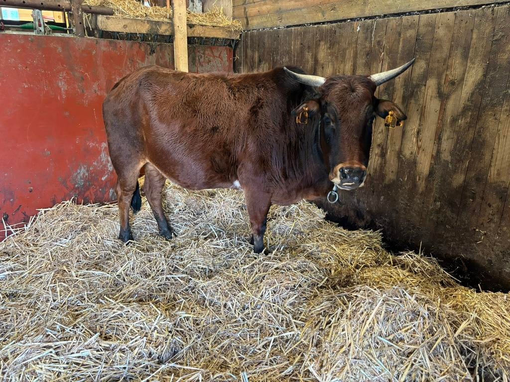 Mooie zeboe koe te koop