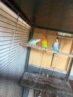 3 jonge ficherie's, Dieren en Toebehoren, Vogels | Parkieten en Papegaaien