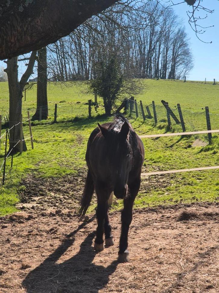 merrie, Dieren en Toebehoren, Paarden, Merrie, B, 11 jaar of ouder