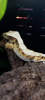 0.1 Bewezen Drippy Whitewall Tricolor wimpergekko vrouw, Dieren en Toebehoren, Hagedis, Tam, 3 tot 6 jaar