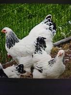 Brahma-kip, Dieren en Toebehoren, Pluimvee, Vrouwelijk, Kip