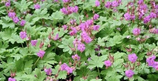 geranium macrorhizum, Jardin & Terrasse, Plantes | Jardin, Printemps, Couvre-sol, Enlèvement, Plante fixe