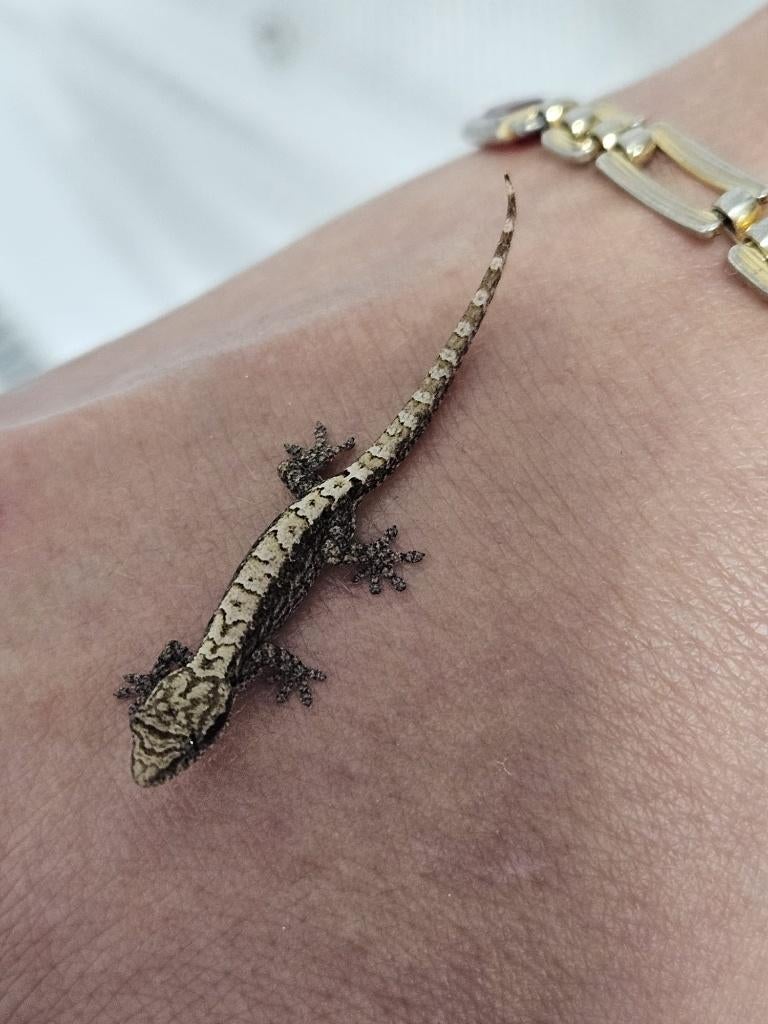 Rouwgekko, Animaux & Accessoires, Reptiles & Amphibiens, Lézard, 0 à 2 ans