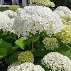 Hydrangea Annabelle, Enlèvement, Mi-ombre