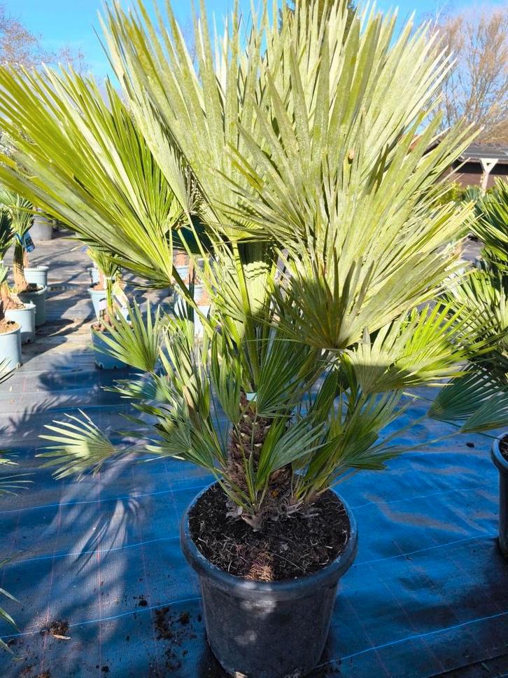 Chamaerops humilis compacta / vulcano, Jardin & Terrasse, Plantes | Arbres, Palmier, 100 à 250 cm, Plein soleil, Printemps, En pot