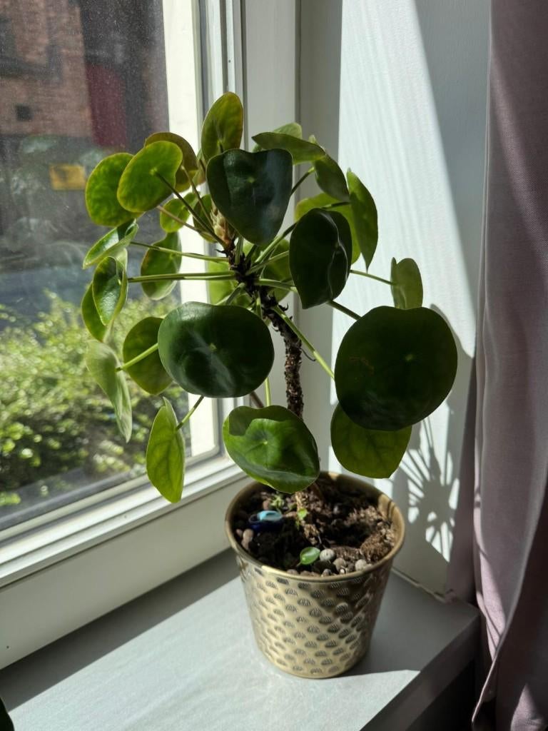 Plantes d'intérieur - pots inclus, Maison & Meubles, Plantes d'intérieur, Enlèvement ou Envoi, En pot