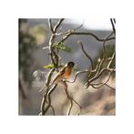 Metis mâles tarin Venezuela x chardonneret 2025, Dieren en Toebehoren, Vogels | Overige Vogels, Mannelijk, Wildzangvogel, Geringd