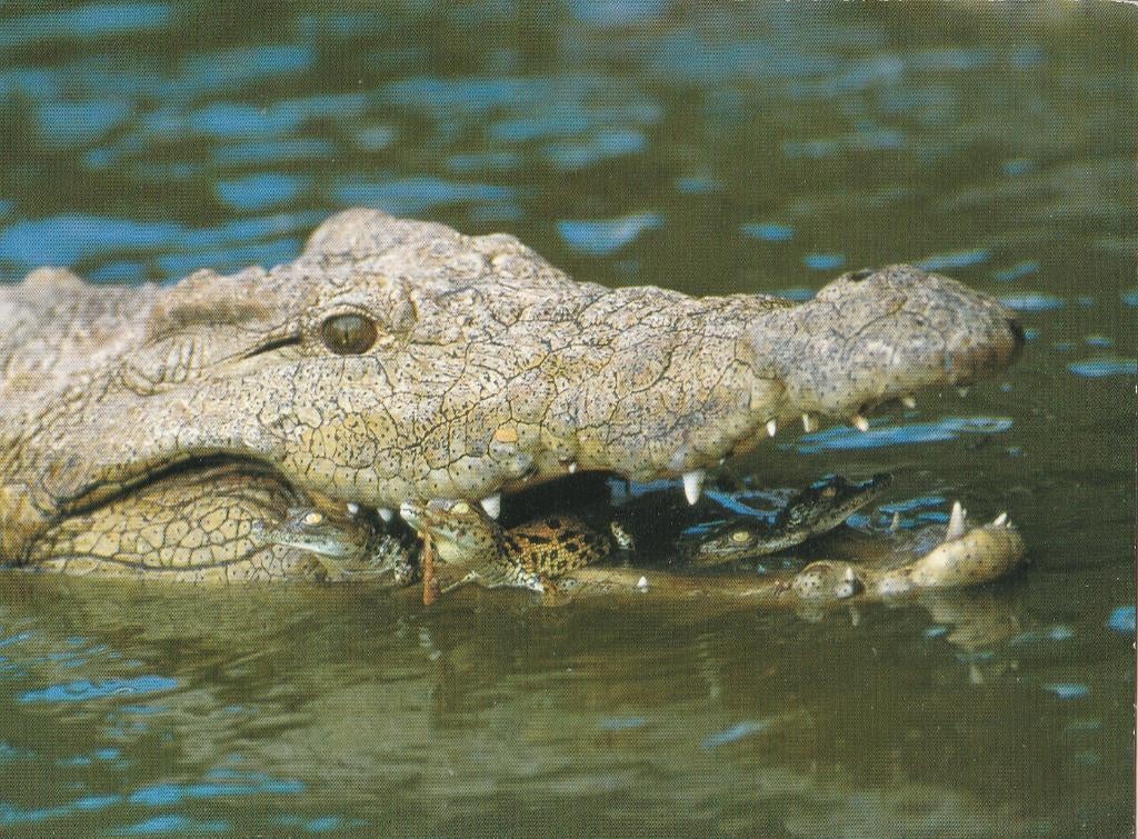 KROKODIL  BESCHERMT  HAAR  JONGEN  IN  HAAR  BEK, Collections, Cartes postales | Animaux, Envoi, Non affranchie, Reptile