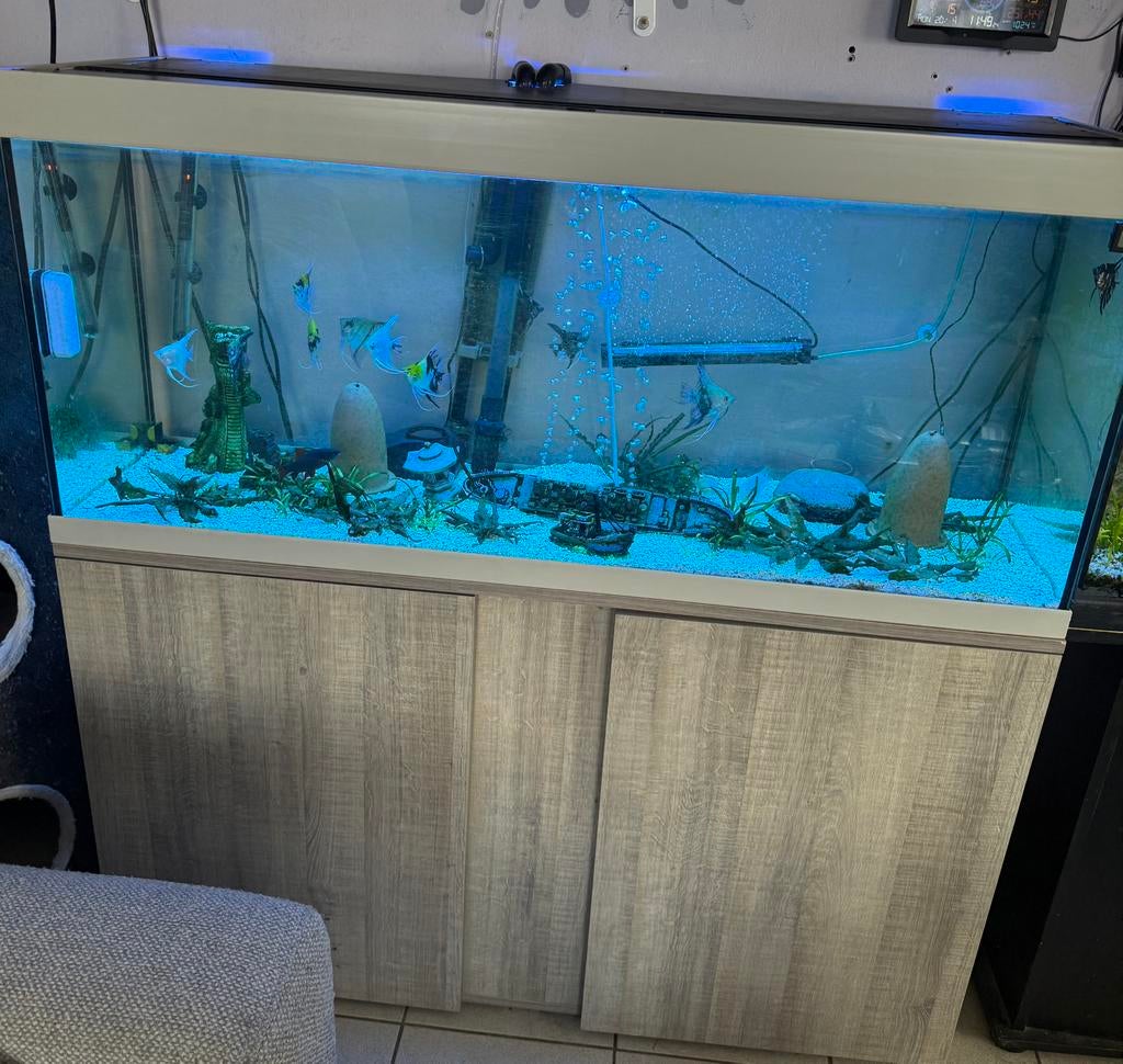 Aquarium complet avec 12 poissons-anges de 1m20cm, Enlèvement, Poissons inclus, Comme neuf, Decoratie