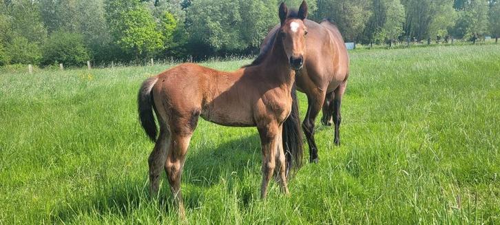 Fokmerrie, Animaux & Accessoires, Chevaux, Jument, Cheval de saut, Avec pedigree, Avec puce électronique, Vermifugé, Vacciné