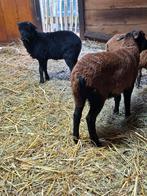 KAMEROENTJES NIET VOOR DE SLACHT, Dieren en Toebehoren, Mannelijk, Schaap, 0 tot 2 jaar