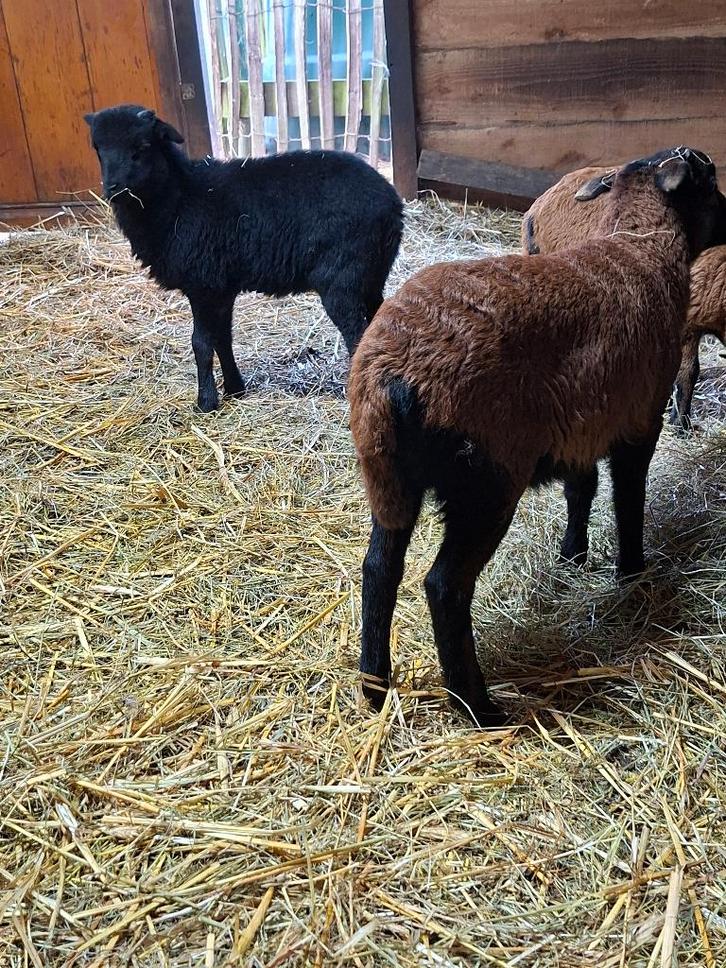 Kameroen lammetjes, Animaux & Accessoires, Moutons, Chèvres & Cochons, Mouton, Mâle, 0 à 2 ans