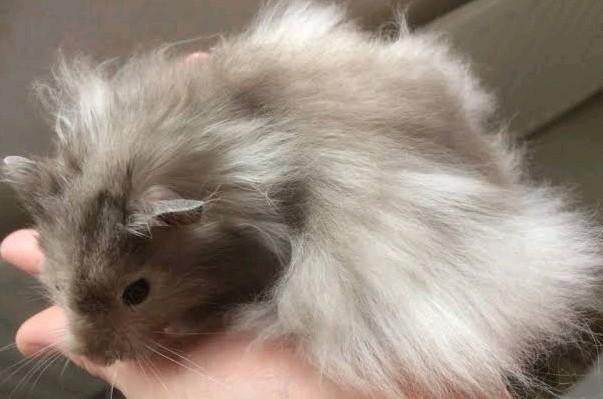 Gezocht: goudhamster langhaar, Animaux & Accessoires, Rongeurs, Janvier, Domestique