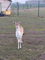 Damherten, Dieren en Toebehoren, Mannelijk, Geit, 0 tot 2 jaar