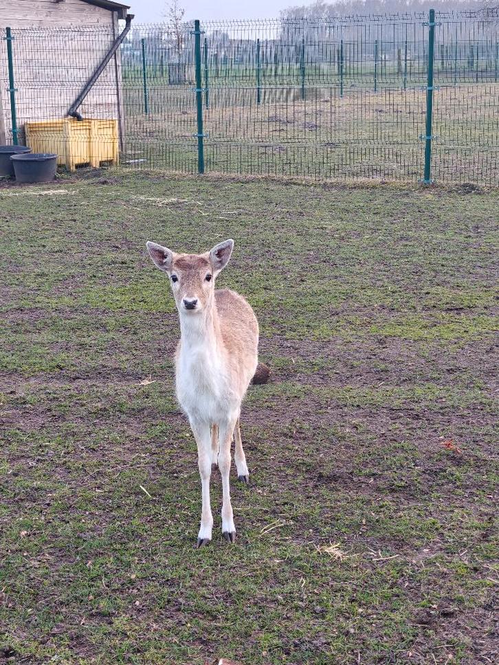 Damherten, Dieren en Toebehoren, Schapen, Geiten en Varkens, Geit, Mannelijk, 0 tot 2 jaar