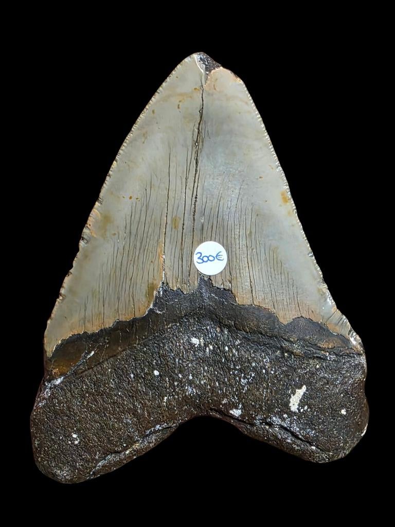 Dent de requin géante Carcharodon Megalodon 13,7 cm 5,42 pou, Collections, Minéraux & Fossiles, Enlèvement ou Envoi, Fossile
