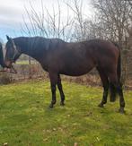 Jument BWP enceinte, Jument