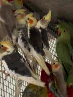 Kanaries, parkieten en exoten, Animaux & Accessoires