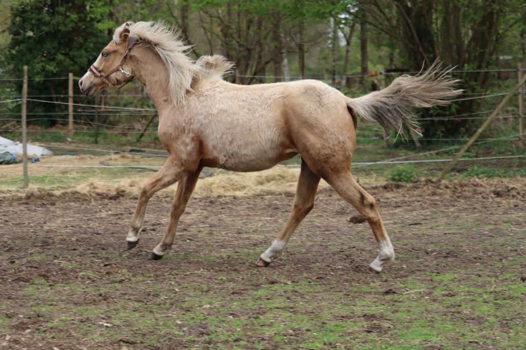 knappe 1-jarige Quarter merrie, Dieren en Toebehoren, Merrie