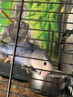 dwergpapegaaike met kooi