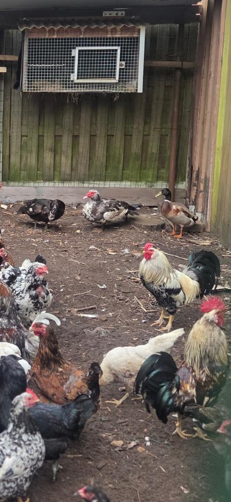 3 eenden te koop, Dieren en Toebehoren, Eend