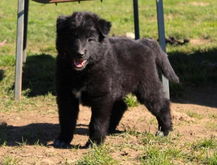 Tervuerense herder en groenendaeler pups, Animaux & Accessoires, Chiens | Bergers & Bouviers, Chienne, Berger, Éleveur | Loisir