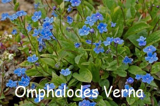 Omphalodes Verna, het Amerikaans Vergeet me Nietje., Jardin & Terrasse, Plantes | Jardin, Plante fixe, Couvre-sol, Mi-ombre, Printemps