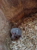 Lori jong, Dieren en Toebehoren, Parkiet, Geringd