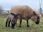 Hampshire Down lammeren, Animaux & Accessoires, Moutons, Chèvres & Cochons, Plusieurs animaux, Mouton, 0 à 2 ans