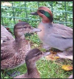 Canards d'ornement, Animaux & Accessoires, Oiseaux | Oiseaux Autre, Oiseau chanteur sauvage, Plusieurs animaux, Domestique, Bagué