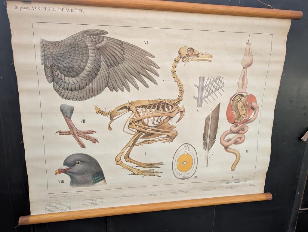 Schoolplaat vogels in de winter bijplaat, Antiquités & Art, Enlèvement