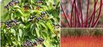 Gratis struiken Cornus sanguinea, Rode kornoelje, Tuin en Terras, Planten | Tuinplanten, Ophalen
