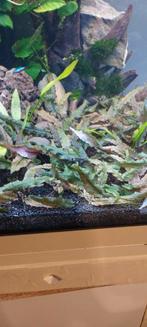 Aquariumplanten, Dieren en Toebehoren, Ophalen of Verzenden, Zo goed als nieuw