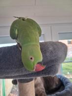 Perruche à collier, EAM avec la grd cage, nourriture, Animaux & Accessoires, Enlèvement