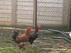 2 hanen, kruising legkip., Dieren en Toebehoren, Pluimvee, Mannelijk, Kip