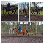 Knappe merrie, Dieren en Toebehoren, Merrie