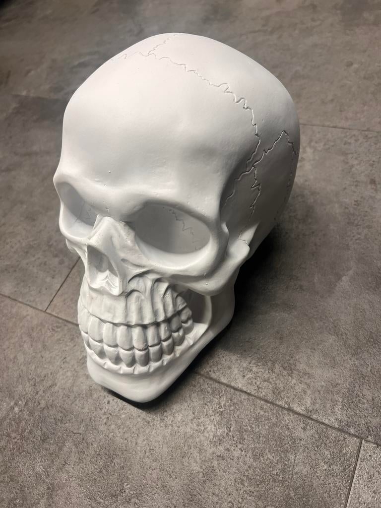 schedel te koop, Huis en Inrichting, Woonaccessoires | Boeddhabeelden, Ophalen of Verzenden, Zo goed als nieuw