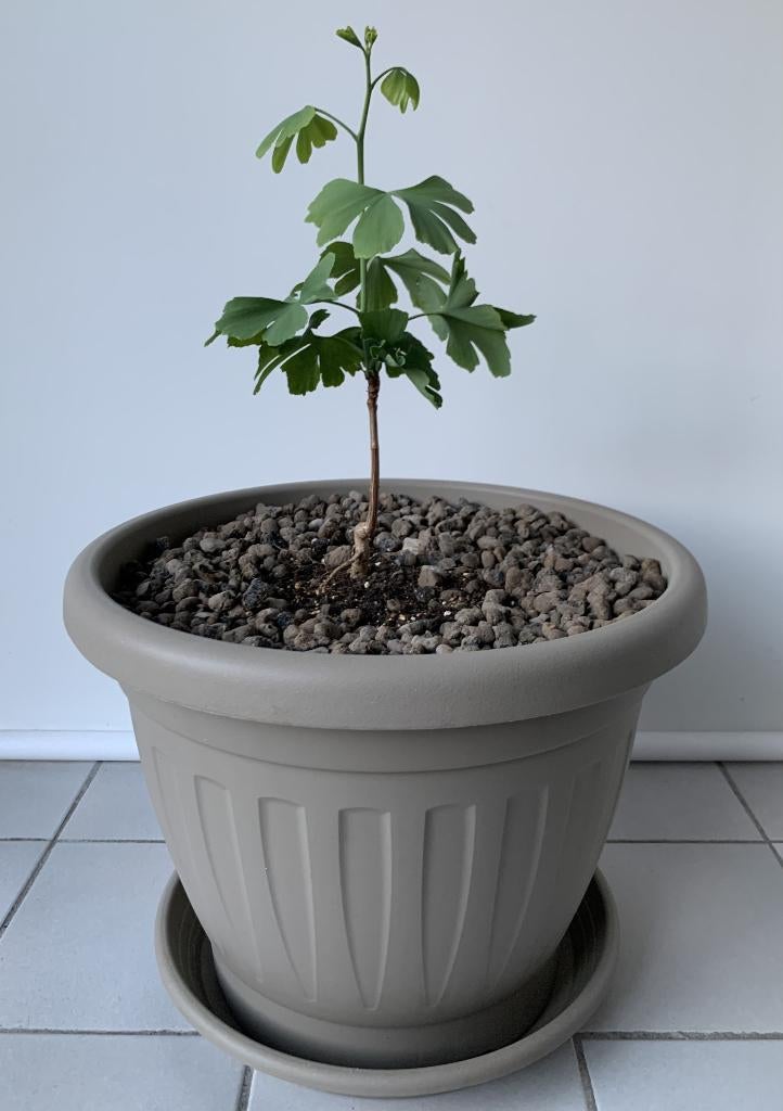 Arbre Ginkgo Biloba de 30 cm, En pot, Plein soleil, Autres espèces, Enlèvement