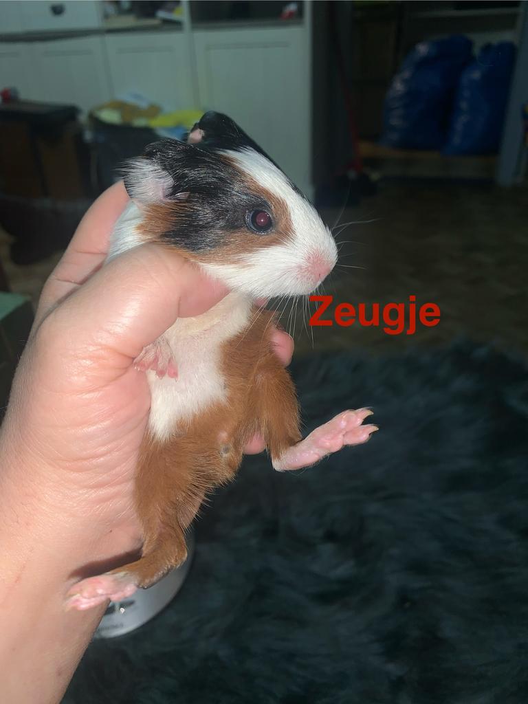 Raszuivere sheltie zeugjes en beertje, Dieren en Toebehoren, Knaagdieren, Cavia, April, Meerdere dieren, Tam